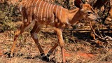Video: Màn đối đầu kỳ lạ giữa báo đốm và linh dương con