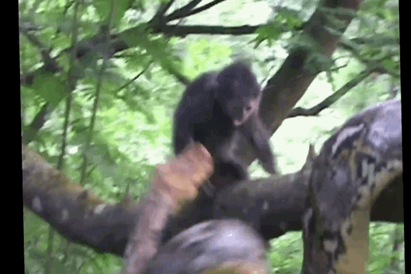 Video: Trăn gấm ra đòn chớp nhoáng, giết chết khỉ con trong tích tắc