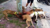 Hàng loạt vụ bị chó Pit bull tấn công dã man trên phố HN
