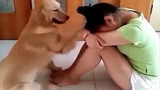Video: Chú chó đáng yêu dỗ dành cô chủ khóc khiến dân mạng thích thú