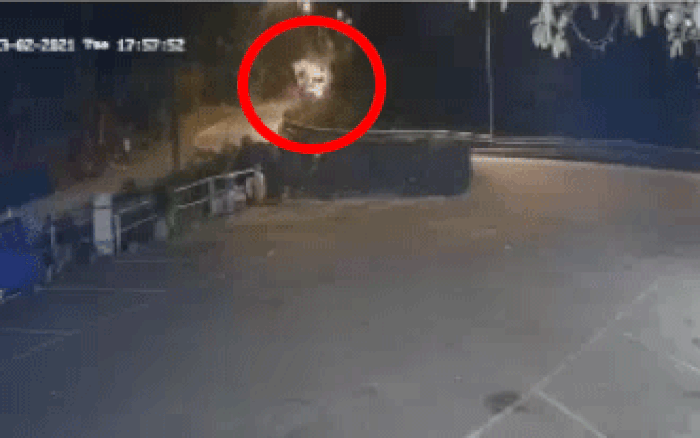 Video: Container lại rơi xuống vực tại khúc cua “tử thần” trên đèo Bảo Lộc