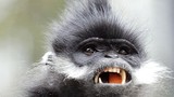 Khỉ dữ gieo rắc nỗi kinh hoàng tại Ấn Độ