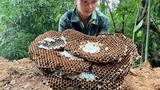Nuôi loài ong kịch độc, thương lái Trung Quốc lùng mua 
