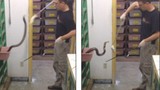 Thót tim nghề nguy hiểm cho rắn hổ mang bành ăn 