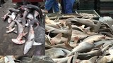 Sốc cảnh cá mập đầu búa bày bán la liệt tại chợ cá