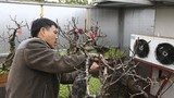 Thăm vườn đào tiền tỷ được chăm sóc đặc biệt ở Nhật Tân