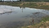 Hàng chục ao nuôi tôm tiền tỷ ở Quảng Nam bị bỏ hoang