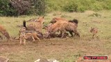 Video: Linh cẩu trả giá đắt vì dám lộng hành trong lãnh thổ của sư tử 