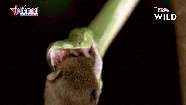 Video: Rắn lục đuôi đỏ nuốt chửng chuột khi đang treo lơ lửng trên cây