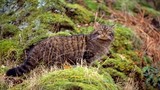 Cận cảnh loài mèo rừng quý hiếm nhất thế giới