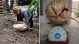 Sốc phát hiện củ đậu khổng lồ nặng 24kg ở Bắc Ninh