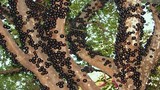 "Kỳ hoa dị thảo" quả mọc chi chít trên thân ở Việt Nam