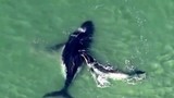Clip: Cá voi con cứu mẹ bị mắc kẹt ở vùng nước nông