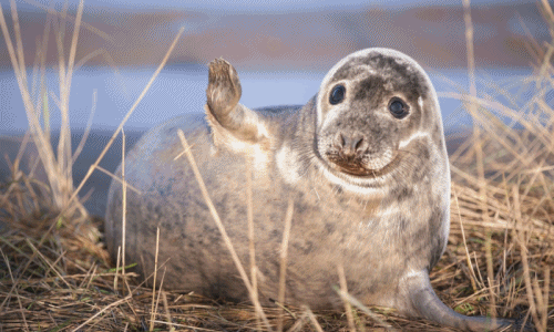 Ảnh đẹp: Dàn hải cẩu giơ tay chào năm mới như ngôi sao