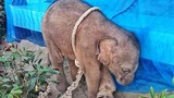 Xót xa bé voi bị kẻ săn trộm hành hạ đến chết