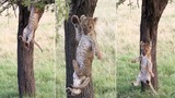 Ảnh động vật: Sư tử nhỏ "muối mặt" vì điều đáng yêu