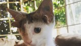 Chú mèo kỳ lạ có 4 tai, 1 mắt, lại rất thu hút