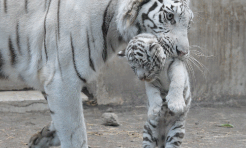 Thích thú hổ trắng siêu tinh nghịch, bị mẹ dạy dỗ nên thân