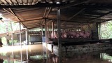 Cảnh tượng nuôi lợn, trâu bò mùa lũ chưa từng thấy ở Nghệ An
