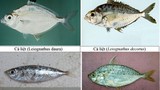 Điểm danh những loại hải sản tầng đáy độc hại không nên ăn 