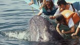 Video: Cá voi khổng lồ bơi sát thuyền, du khách thoải mái vuốt ve