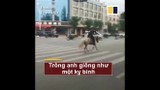 Video: Cái kết đau đớn của chàng trai cưỡi ngựa trên phố