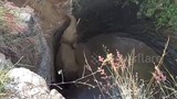 Video: 6 tiếng dùng máy xúc đào đường giải cứu voi khỏi giếng sâu