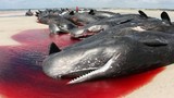 Video: Bí ẩn nguyên nhân hàng trăm cá voi chết trắng bờ biển