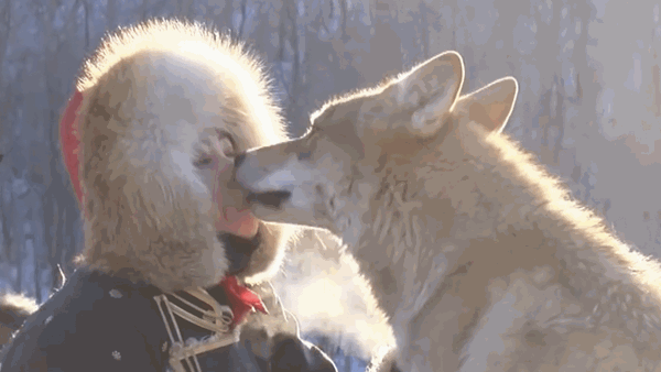 Video: Rùng mình cảnh cô gái dùng miệng bón cho chó sói ăn