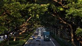 Video: Khám phá quy trình "nói hộ cho cây" ở Singapore