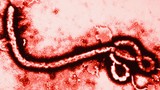 Lý giải nhiều bệnh nhân thoát chết khi nhiễm Ebola