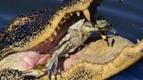 Top khám phá gây sốc về cá sấu