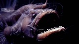 Đời sống tình dục kỳ quái của cá quỷ Anglerfish
