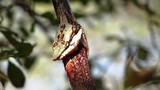 Xem rắn độc mắc nghẹn vì cố nuốt chửng đồng loại