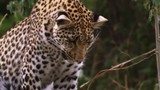 Video: Báo đốm leo cây liều bắt khỉ 