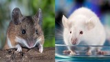 Sự thật khó tin: Đôi chuột thí nghiệm đắt ngang xe hơi tiền tỉ