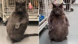 "Vua mèo" béo hơn 11kg ngồi bằng hai chân gây sốt