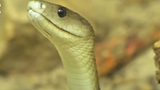 Những loài rắn độc nhất hành tinh, đoạt mạng với một nhát cắn