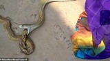 Cảnh hiếm: Rắn hổ mang khổng lồ nôn ra rắn nhỏ