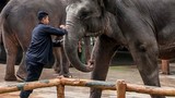 Phẫn nộ cảnh bạo hành voi cả trước mặt du khách 