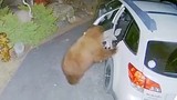 Gấu mở cửa ô tô, trèo vào trong làm hành động bất ngờ