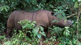 Tê giác Sumatra chính thức tuyệt chủng tại Malaysia
