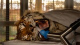 Cận cảnh màn nhổ răng hổ Siberia nặng 193 kg