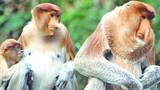 Những chuyện lạ lùng kỳ bí nhất về khỉ trong sử Việt
