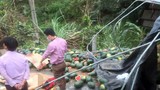 Lật ô tô chở dưa hấu ở Tuyên Quang, một người chết thảm
