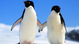Vì sao chim cánh cụt có cánh nhưng lại không thể bay?