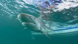 Phát hoảng cảnh hàng nghìn cá mập vây kín bờ biển Mỹ