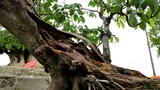 1,4 tỷ đồng chậu sưa đỏ bonsai ở Hà Nội