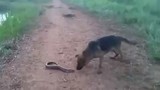 Video: Chó dại dột cắn lươn điện và cái kết kinh hoàng 