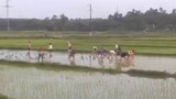 Đẹp từng cen-ti-met: 30 nữ công nhân lội ruộng cấy lúa giúp cụ U70